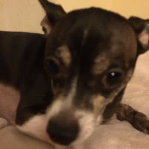 Meet your Posher, Samuel